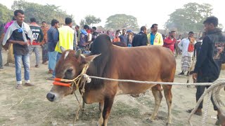 খুবই সস্তা দামে গরু | কালির বাজার ত্রিশাল |