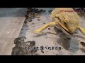 【閲覧注意】食うか食われるか！？ フトアゴヒゲトカゲ 爬虫類 トカゲ デュビア ゴキブリ グロ注意 食事 閲覧注意 昆虫食 asmr beardeddragon bearded