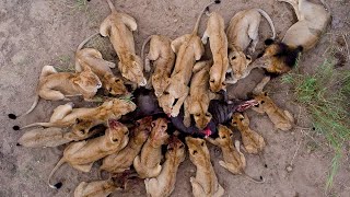 WILD SERENGETI | Untamed Life in the Heart of  Serengeti | Animal Documentary | WILD SAVANNAH