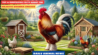 Top 10 Surprising Facts About the Majestic Brahma Chicken