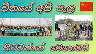 Tree Planting Champaign (Nantong University International Students)