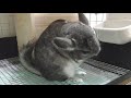 チンチラに大好きな乳酸菌サプリをあげてみた！【chinchilla】