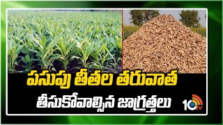 పసుపు తీతల తరువాత తీసుకోవాల్సిన జాగ్రత్తలు | Turmeric Cultivation Process | 10TV News