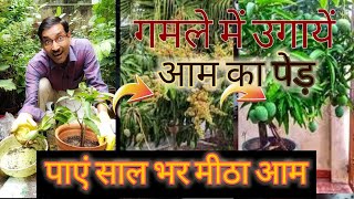 इस तरह गमले में उगायें आम का पेड़ , पाएं साल भर आम / Growing Mango in Container / All time Mango