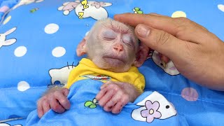 Baby Monkey Jic Jic is being cared for by its father and bought new clothes.