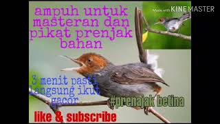 MASTERAN PRENJAK BETINA untuk pikat / pancing prenjak bakalan