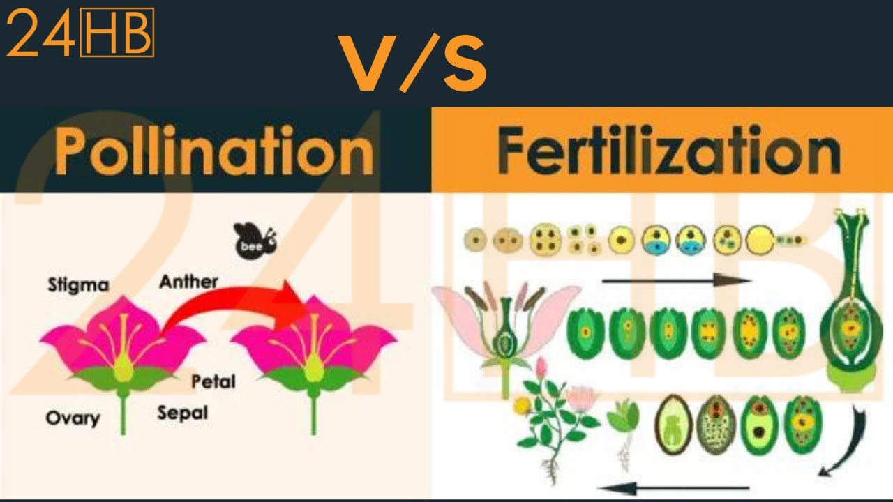 Difference Between Pollination And Fertilization | 24HB - YouTube