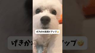 かわいくてたまらんドアップ🤣#shorts #short #shortvideo #maltese #マルチーズ #dog #犬 #いぬ #cute #可愛い #かわいい #おもしろ