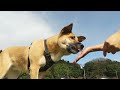 【保護犬】おやつが出てくるボタンを押すよ！♡