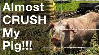 Almost Crushed A Pig With My Farm Tractor