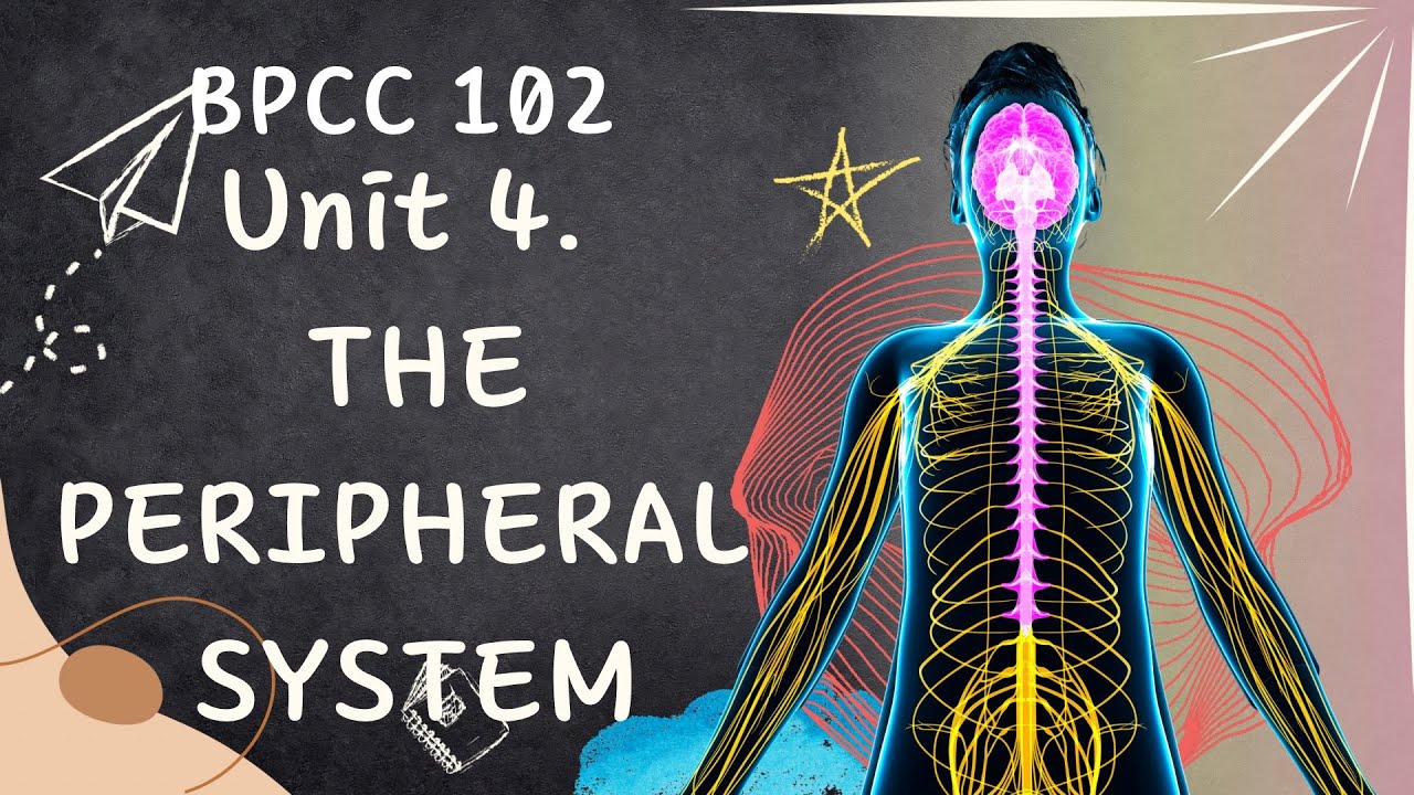 BAPCH IGNOU- BPCC 102 | BIOPSYCHOLOGY | UNIT4 | THE PERIPHERAL NERVOUS ...