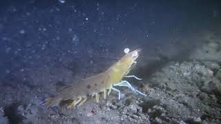 大獅，香港潛水，香港夜潛，diving in Hong Kong, 西貢潛水，油蝦