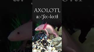 Nahuatl Word of the Week 87: AXOLOTL