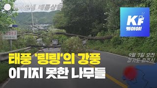 우리동네 태풍상황-경기도 파주 “나무들 도로 위로 쓰러져” / KBS뉴스(News)