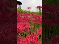 Biggest red spider lilies field