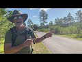 hike at jay b. starkey wilderness park in pasco county fl