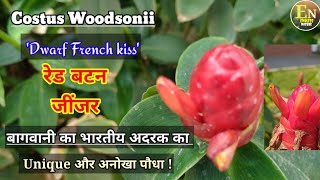 Red Button Ginger | Costus Woodsonii French Dwarf kiss |बागवानी का भारतीय अदरक का Unique अनोखा पौधा!