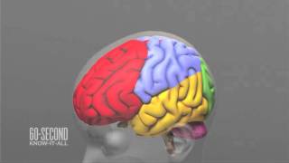 Poverty vs. the developing brain: 60-Second Know-It-All