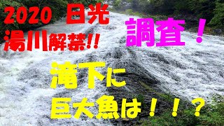 2020日光　湯川解禁　滝下には巨大魚はいるのか？