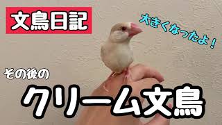 【文鳥日記】クリーム文鳥ヒナ 生後3ヶ月 ヒナからの成長