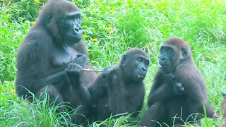 金剛Iriki與兩個小孩(Jabali.Ringo)🦍👶🏻Gorilla Iriki and children#金剛猩猩 #gorilla