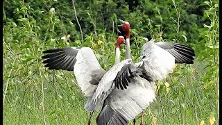 Sarus Crane  Sound | सारस पक्षी की आवाज़