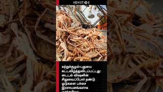 சுற்றுச்சூழல்-புதுமை கட்டவிழ்த்துவிடப்பட்டது: டைடல...