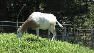 白オリックス 千葉市動物公園にて　2020年8月2日 S1320004