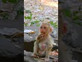 newborn baby monkey so cutie and lovely part 1190 babymonkey shortvideos monkeyforyou