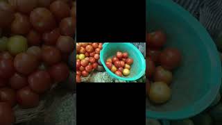 வடசேரி சந்தை #vegetable #video #viral #share #feed #