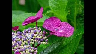 雨の紫陽花(写真）