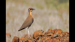 Indian courser