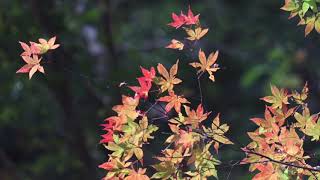 【紅葉】面河渓 2019/11/10 愛媛県上浮穴郡久万高原町若山