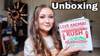 TARANTULA UNBOXING FROM TARANTULA KAT! | My New Halloween Tarantula! | ItsAnnaLouise