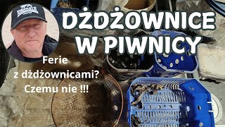 Zimowe kompostowanie z dżdżownicami. Kuwetka nr III.