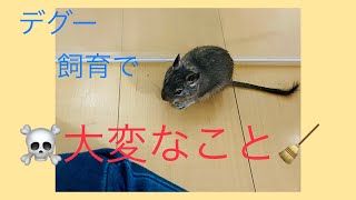 【デグーの飼育　大変なこと】