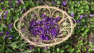 Eat Your Weeds - Making candied violets!