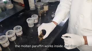 Manual Tissue Processing (Histopathology)