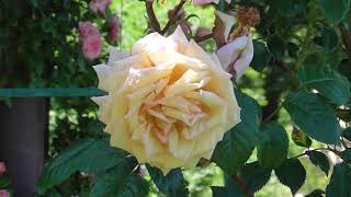 Il giardino di giugno e la racolta di fiori