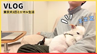 38歳東京暮らしVLOG┊︎ミニマリスト┊︎ジャックラッセルテリア多頭飼い┊︎第471話