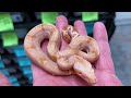 blue line sharp albino boa update