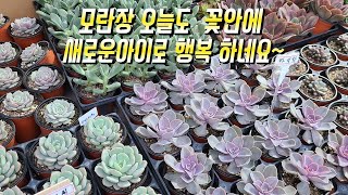 10월14일 모란장꽃안에1.000원행복에 신상아이와 새로운 아이들이 엄청 나왔어요~