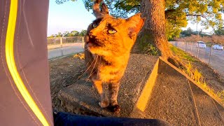 夕方の公園で野良猫を見掛けたので撫でてみると懐いてきてカワイイ