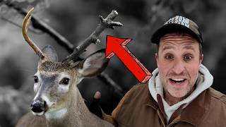 The Story of the Anterless Buck