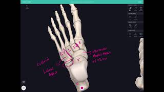 The Cuboid and Navicular