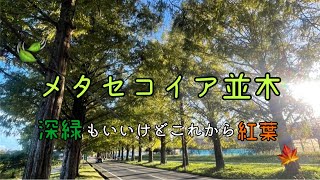 【滋賀日帰り旅後編！】年中見頃のメタセコイア並木道を散策🌳🍃