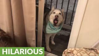 Owner gets mad when husky refuses to come inside