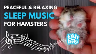 Music For Hamsters To Go To Sleep TRIED & TESTED (with Cute Hampters)