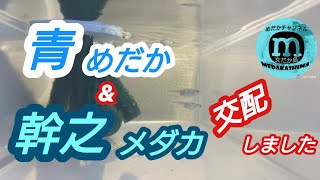 青メダカと幹之メダカを交配!!どうなるの?