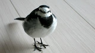 A wild Japanese pied wagtail - Kappasuke the cute little intruder